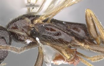 Media type: image;   Entomology 30273 Aspect: thorax lateral